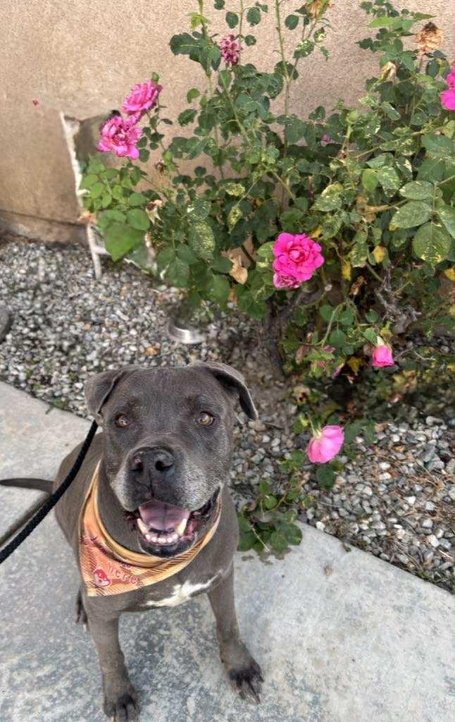 Enlarge King , a ADOPTABLE Pit Bull Terrier in Post Falls, ID image 1/6