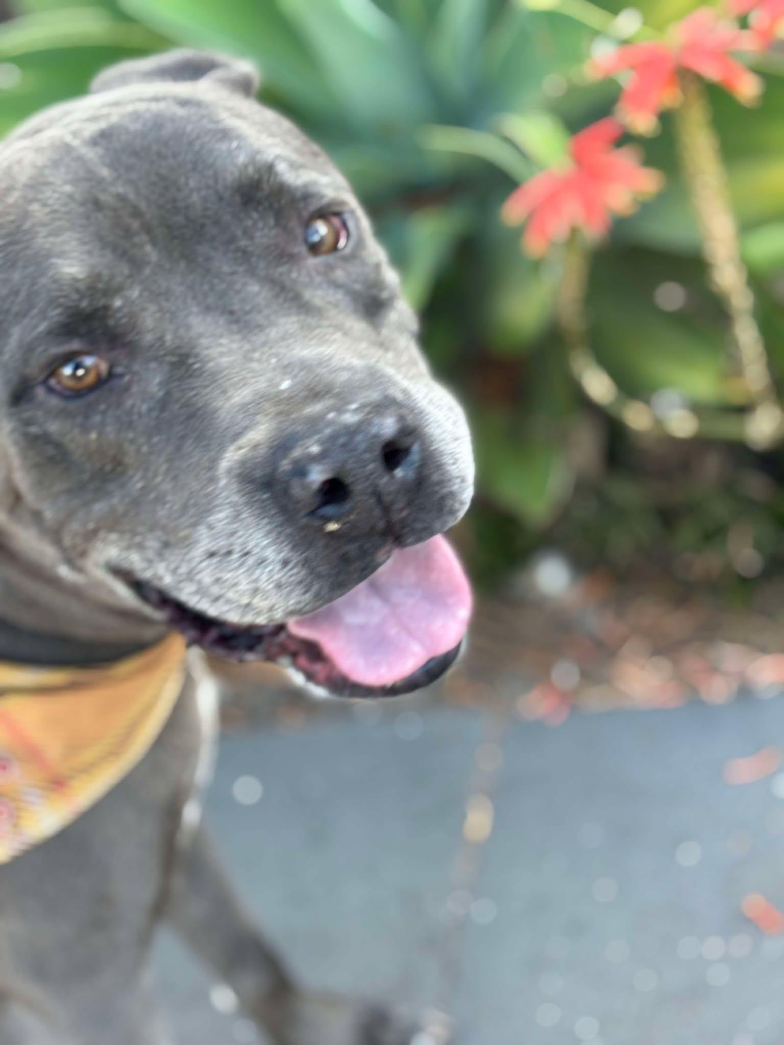 Enlarge King , a ADOPTABLE Pit Bull Terrier in Post Falls, ID image 6/6