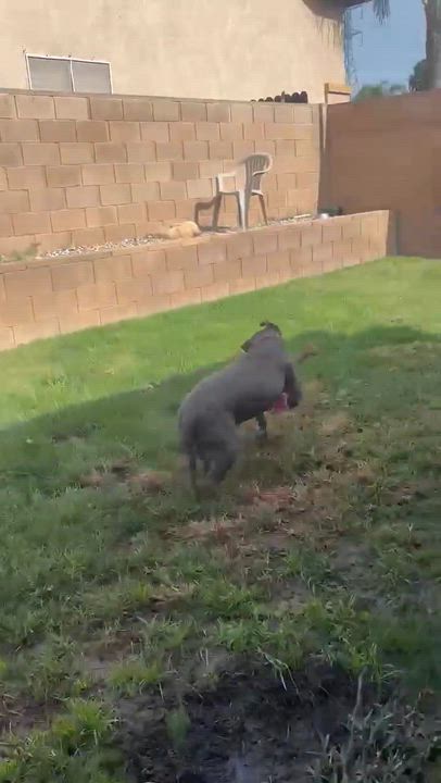 Enlarge King , a ADOPTABLE Pit Bull Terrier in Post Falls, ID video 2/6