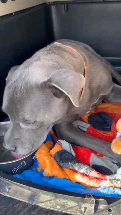 Enlarge King , a ADOPTABLE Pit Bull Terrier in Post Falls, ID video 4/6