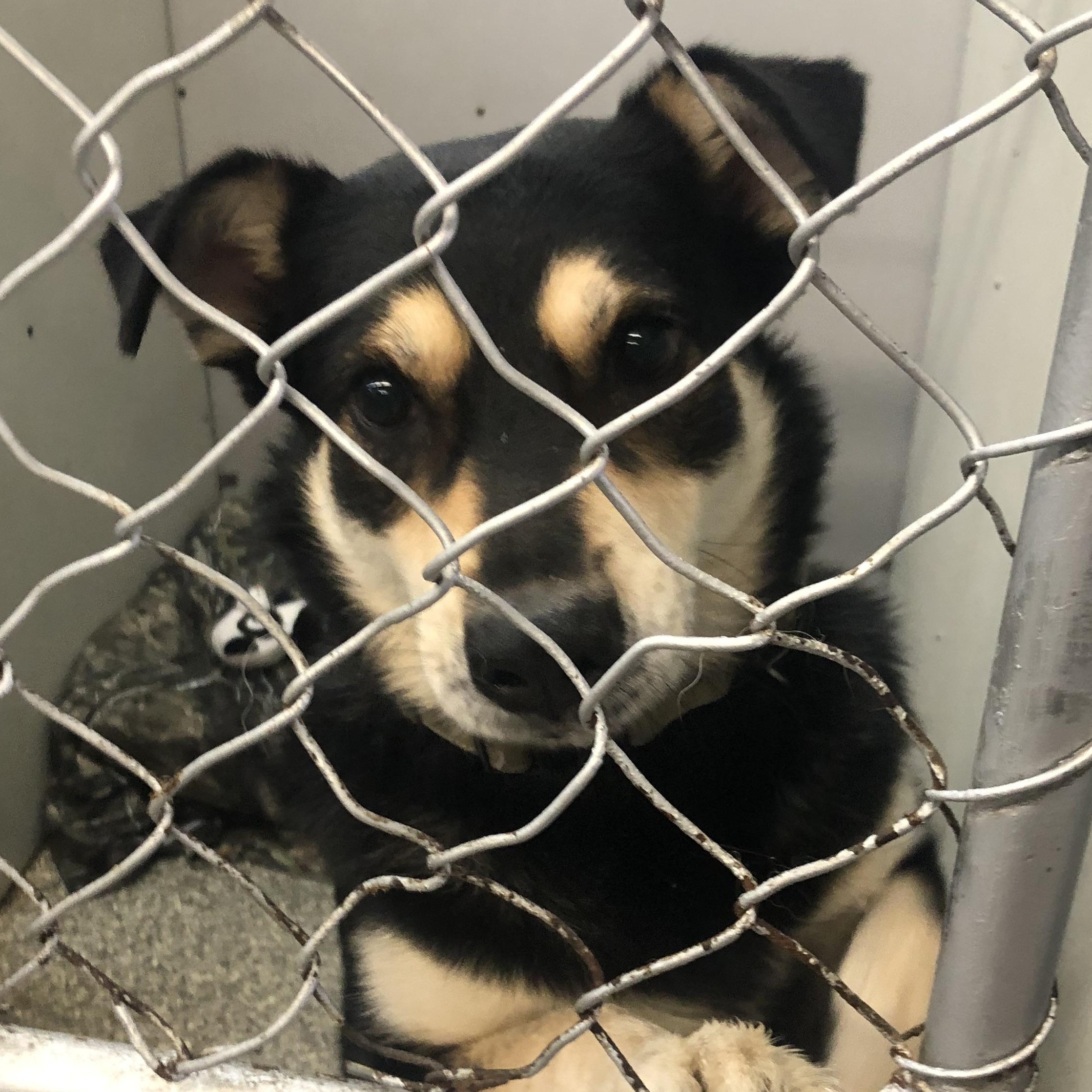 Enlarge Marty, an adoptable mixed breed in Parma, OH image 1/1