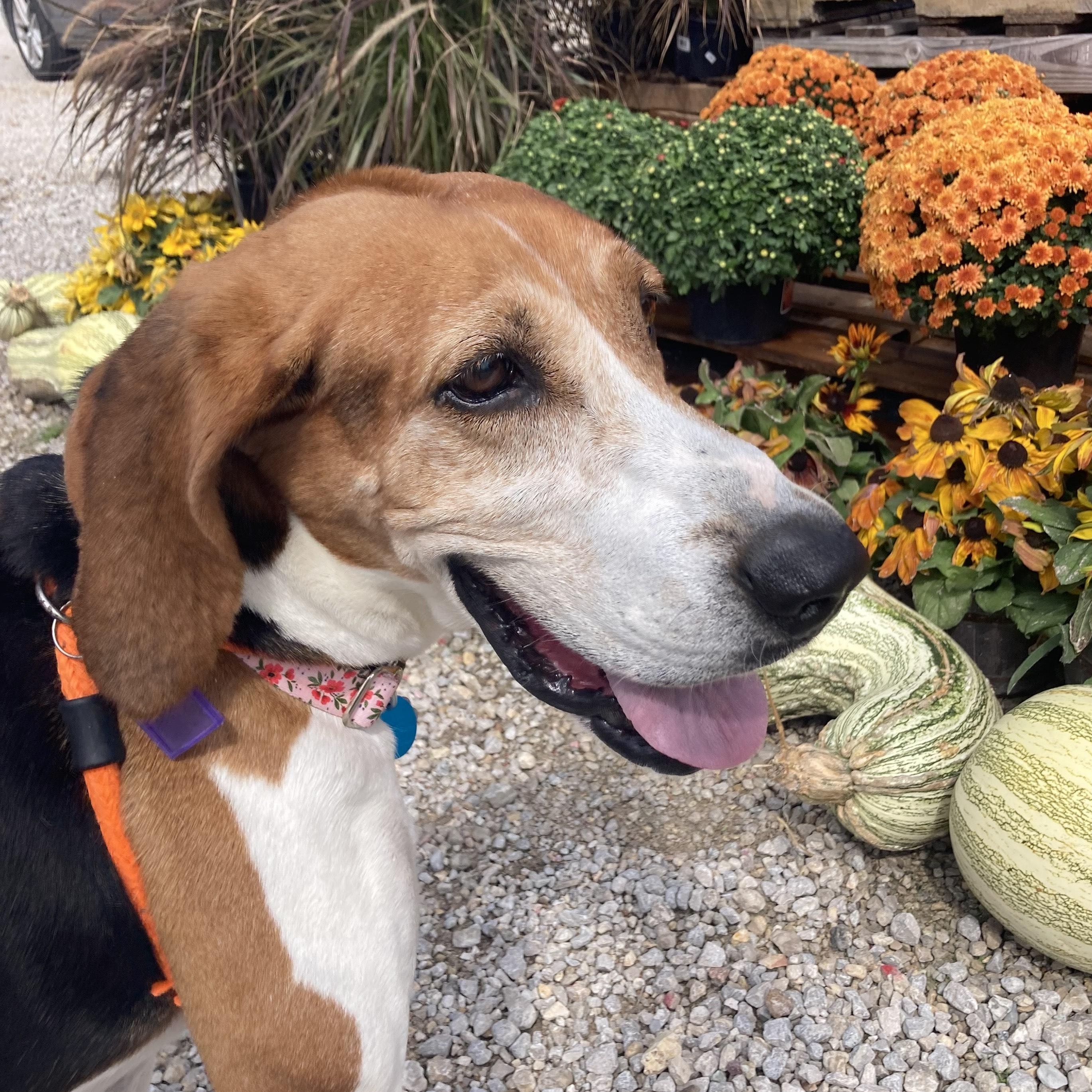 Frannie, a Adoptable Treeing Walker Coonhound in House Springs, MO image 3/5