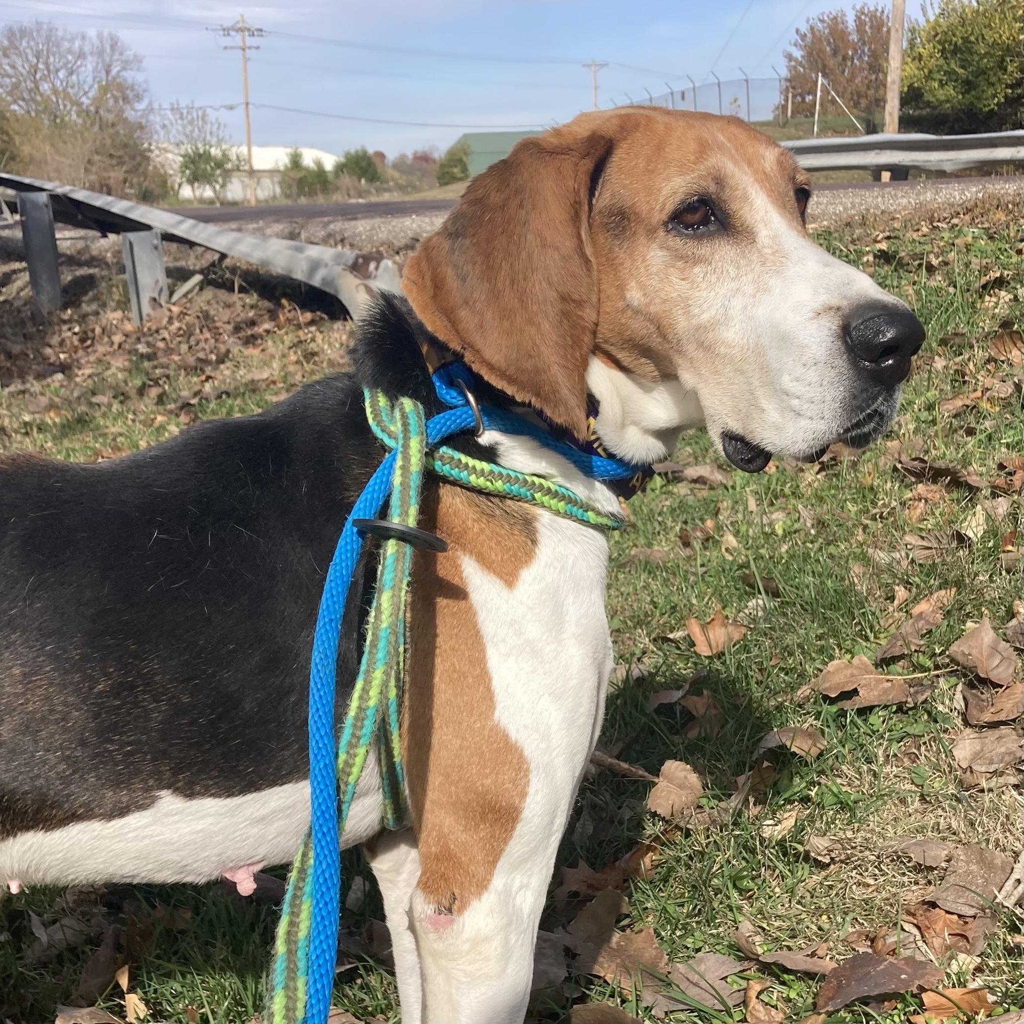 Frannie, a Adoptable Treeing Walker Coonhound in House Springs, MO image 1/5