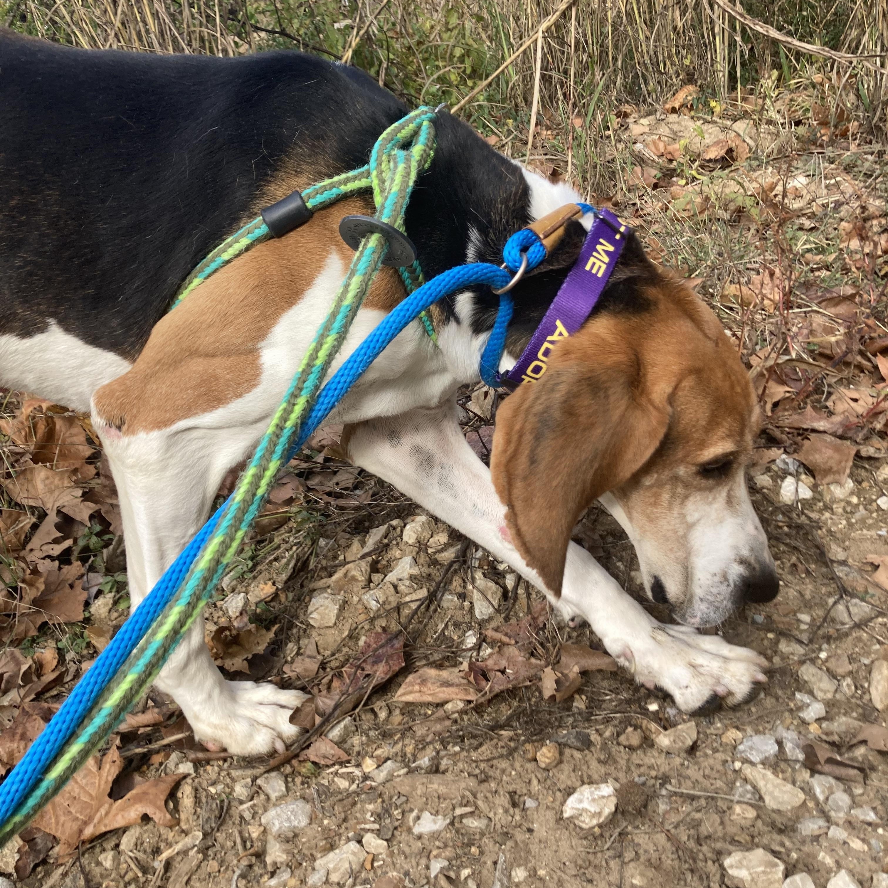 Frannie, a Adoptable Treeing Walker Coonhound in House Springs, MO image 5/5
