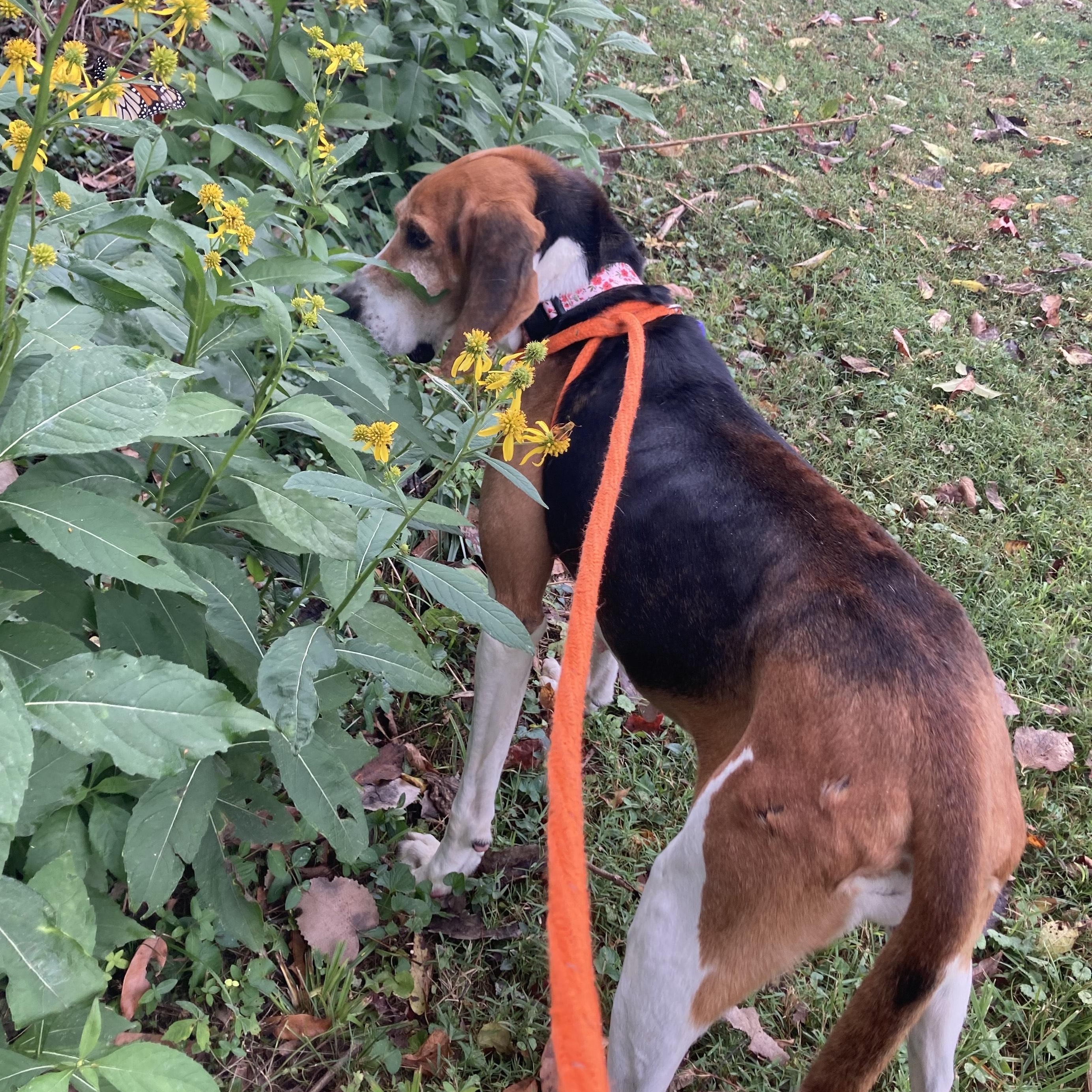 Frannie, a Adoptable Treeing Walker Coonhound in House Springs, MO image 4/5