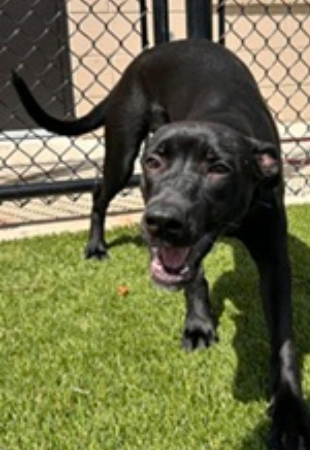 Zoomie, Adoptable, Young Female Labrador Retriever.