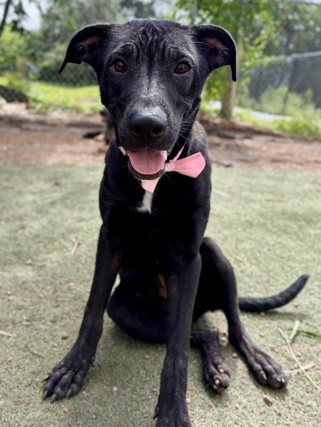 Enlarge Zoomie, a Adoptable Labrador Retriever in Sanford, FL image 2/2