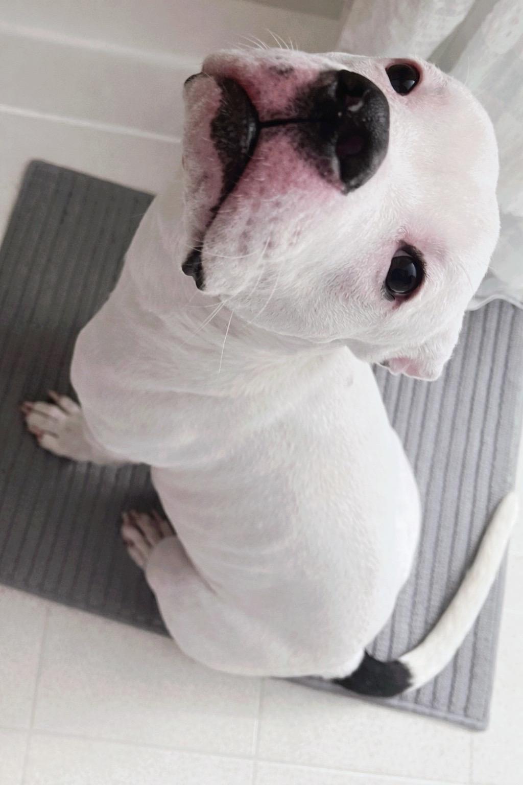 Enlarge Chance, a ADOPTABLE mixed breed in Seville, OH image 5/5