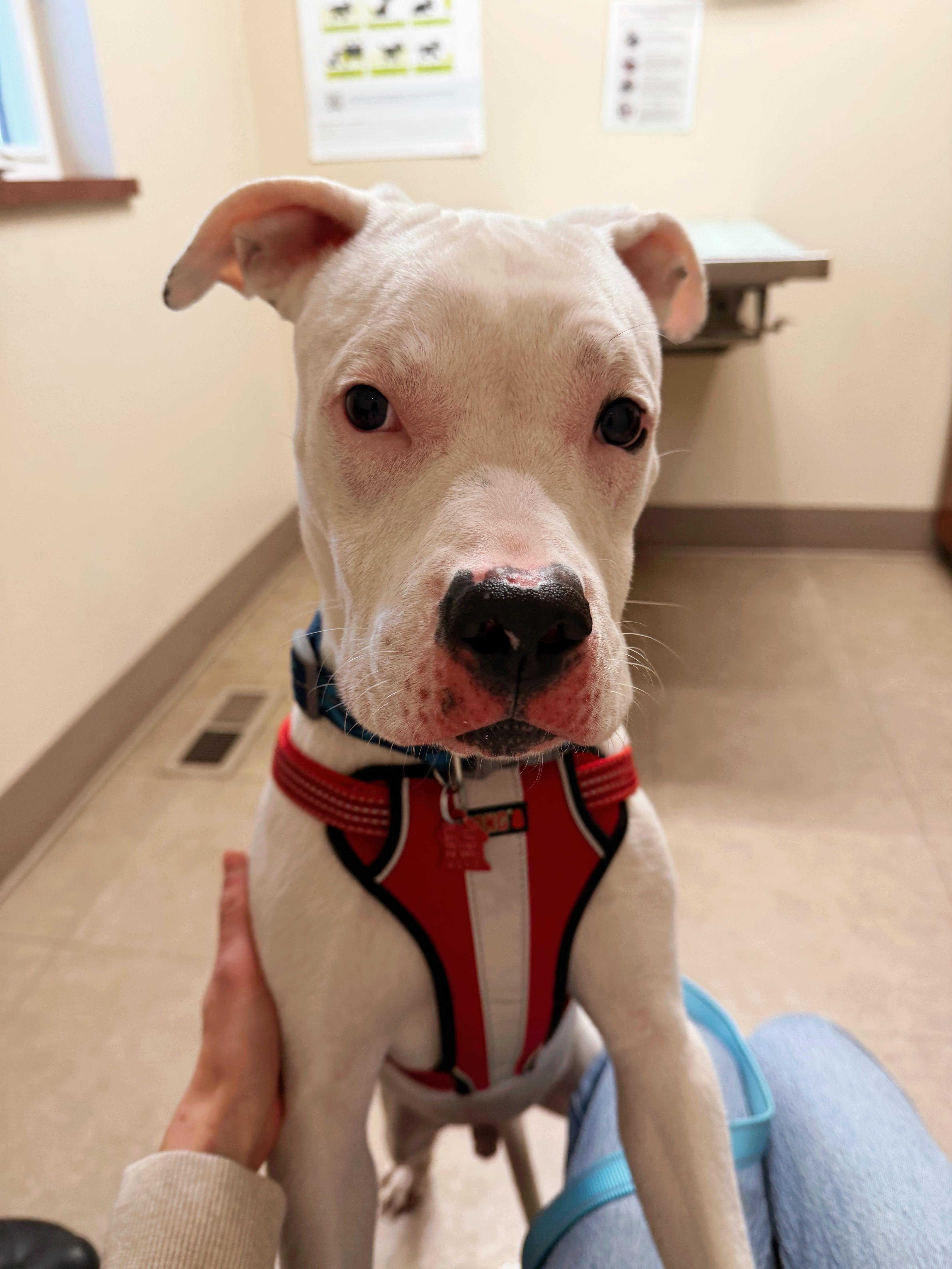 Chance, ADOPTABLE, Puppy Male Boxer.