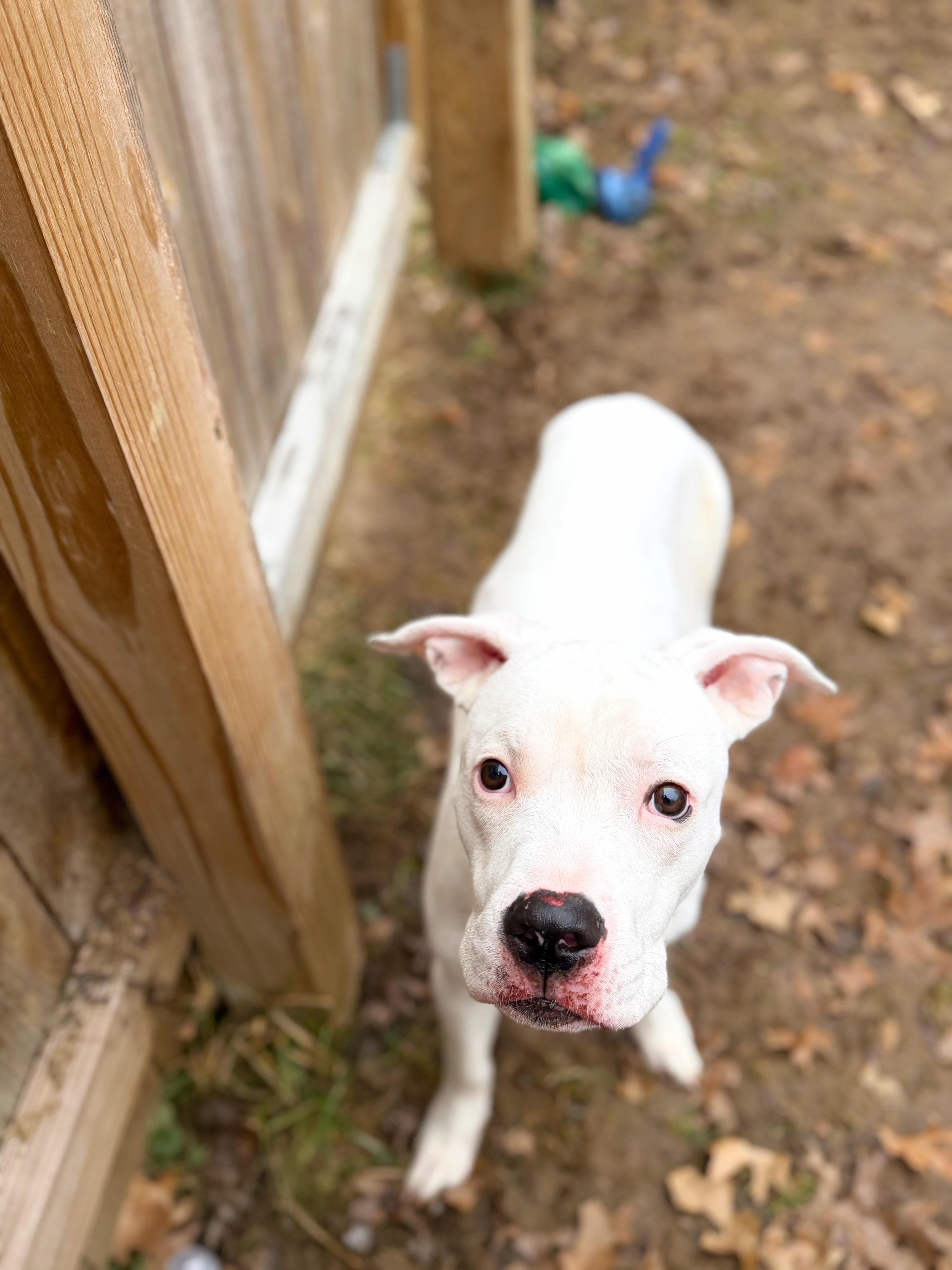 Enlarge Chance, a ADOPTABLE mixed breed in Seville, OH image 4/5