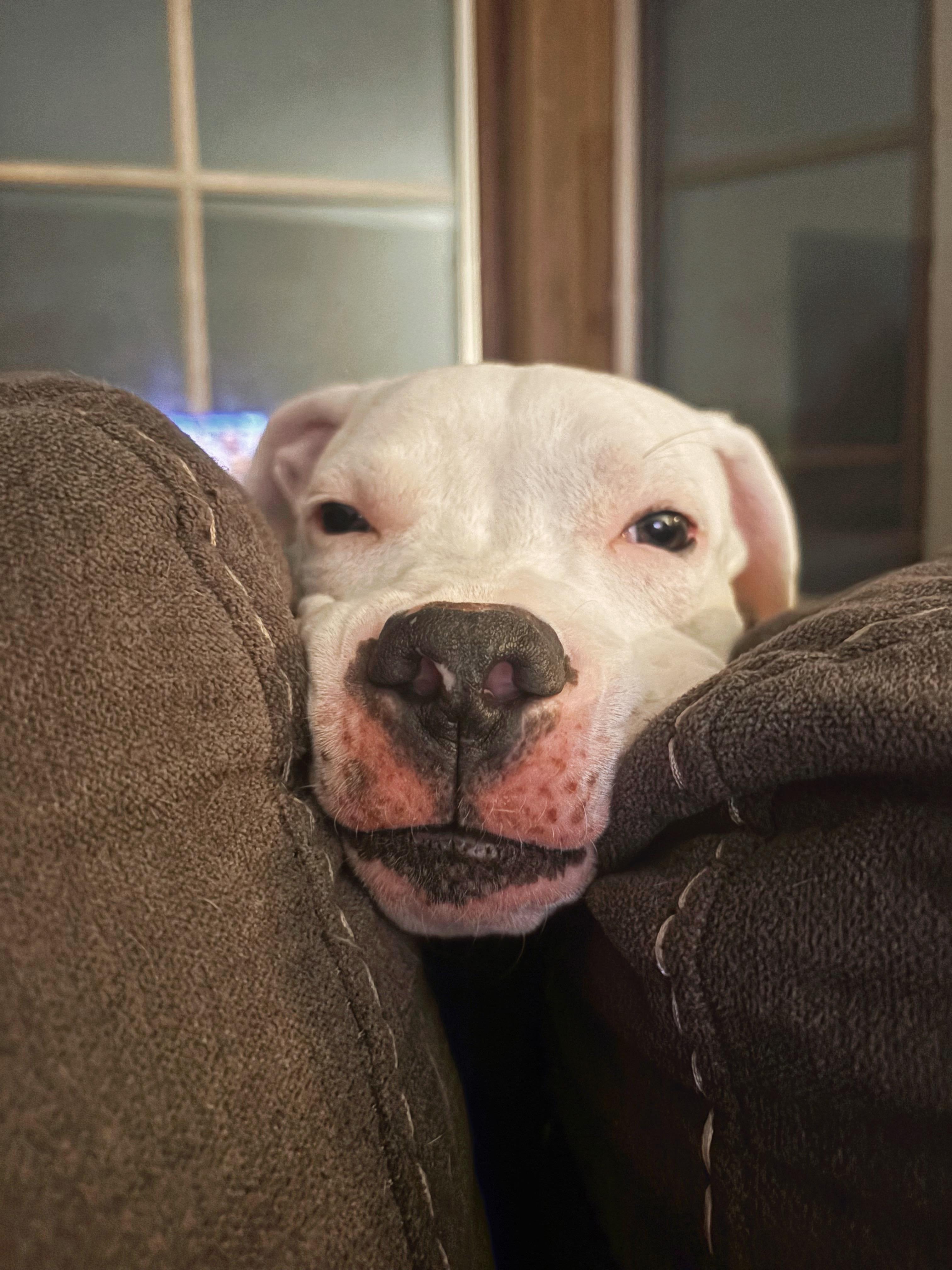 Enlarge Chance, a ADOPTABLE mixed breed in Seville, OH image 2/5