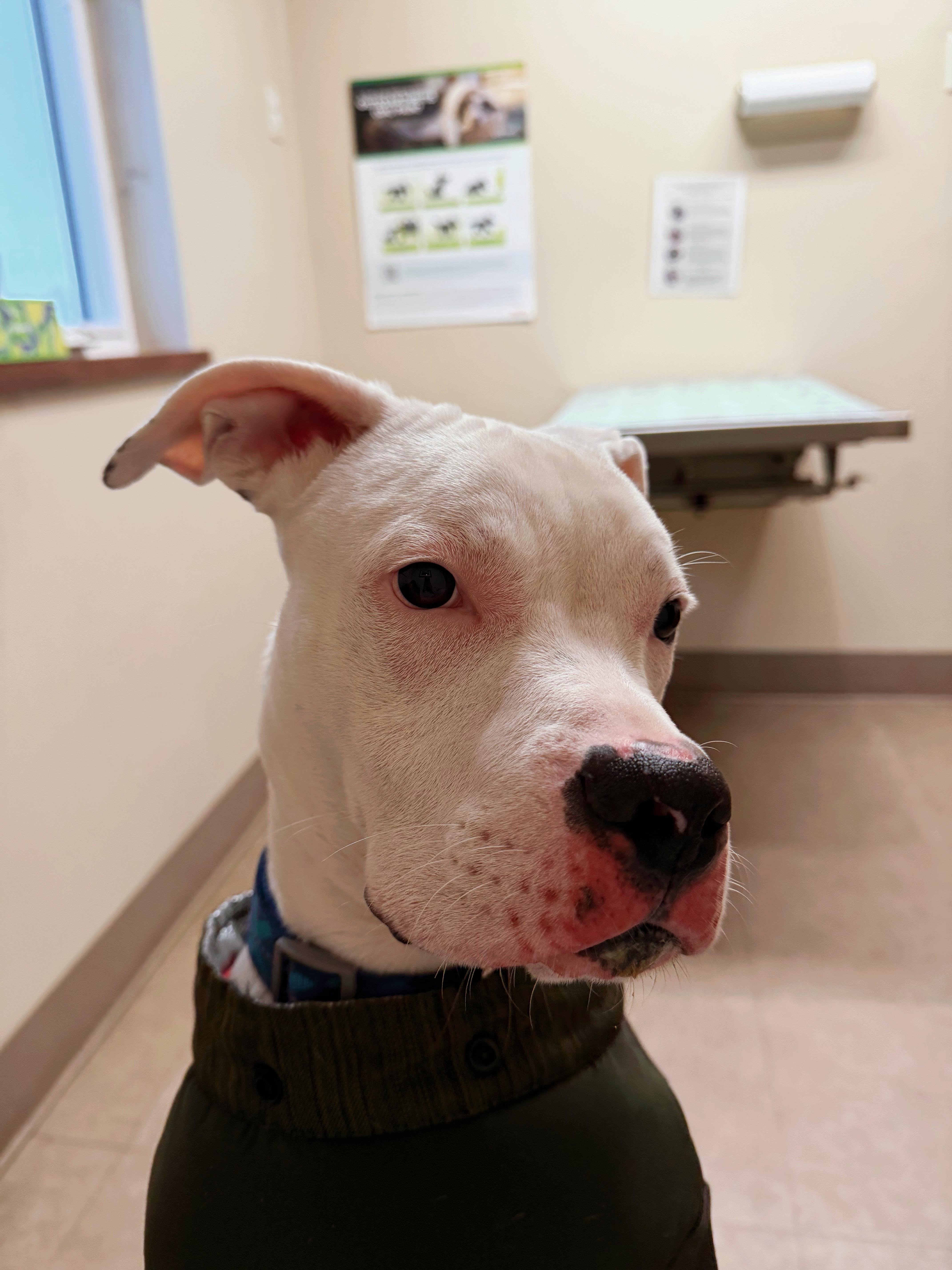 Enlarge Chance, a ADOPTABLE mixed breed in Seville, OH image 3/5