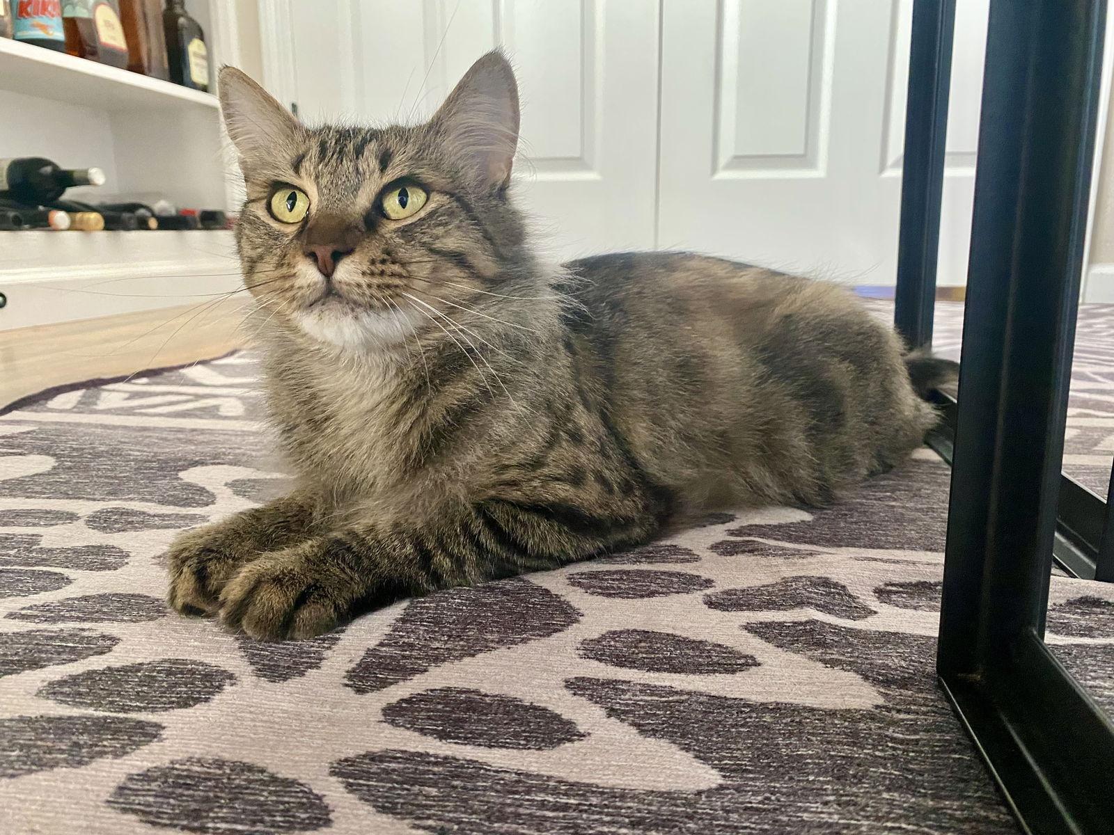 Enlarge Mushroom, a Adoptable Domestic Medium Hair in Davis, CA image 1/2