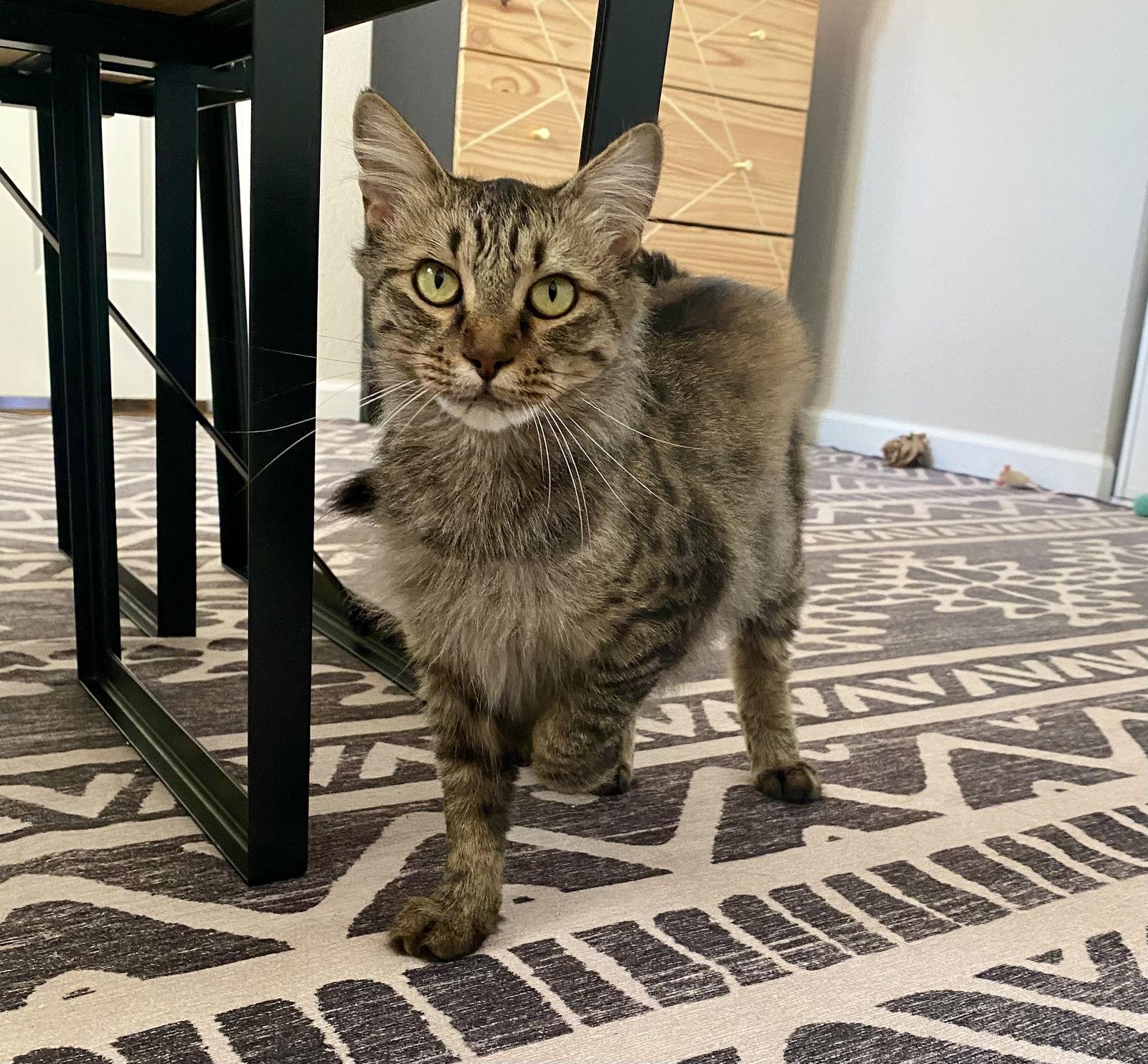 Enlarge Mushroom, a Adoptable Domestic Medium Hair in Davis, CA image 2/2