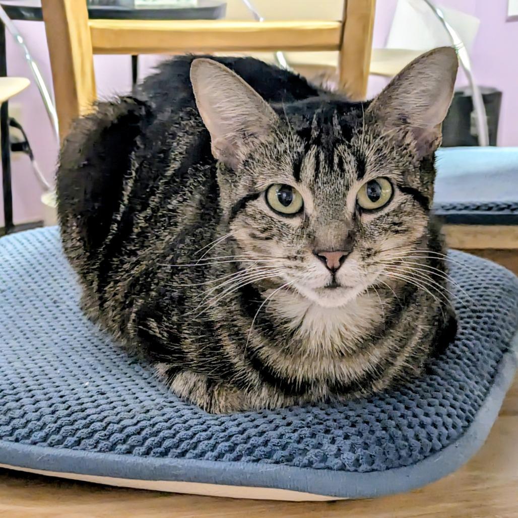 Enlarge Valerie, a Adoptable Domestic Short Hair in Springfield, IL image 1/4