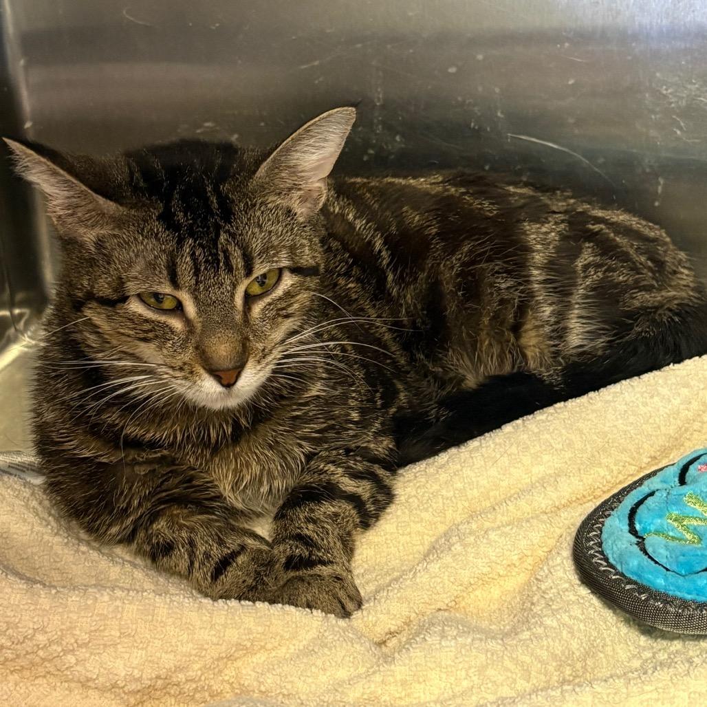 Enlarge Valerie, a Adoptable Domestic Short Hair in Springfield, IL image 2/4