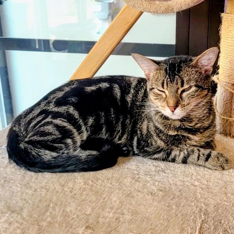 Enlarge Valerie, a Adoptable Domestic Short Hair in Springfield, IL image 3/4