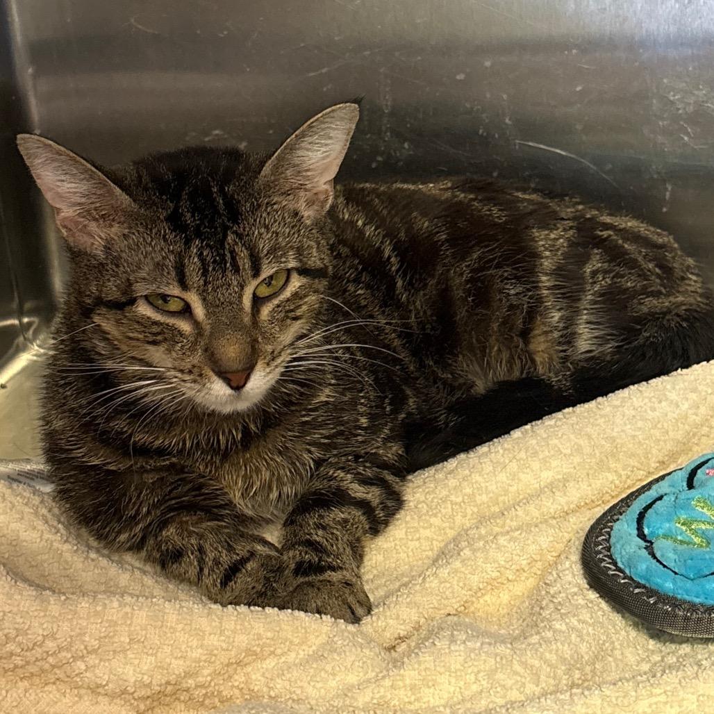 Enlarge Valerie, a Adoptable Domestic Short Hair in Springfield, IL image 4/4