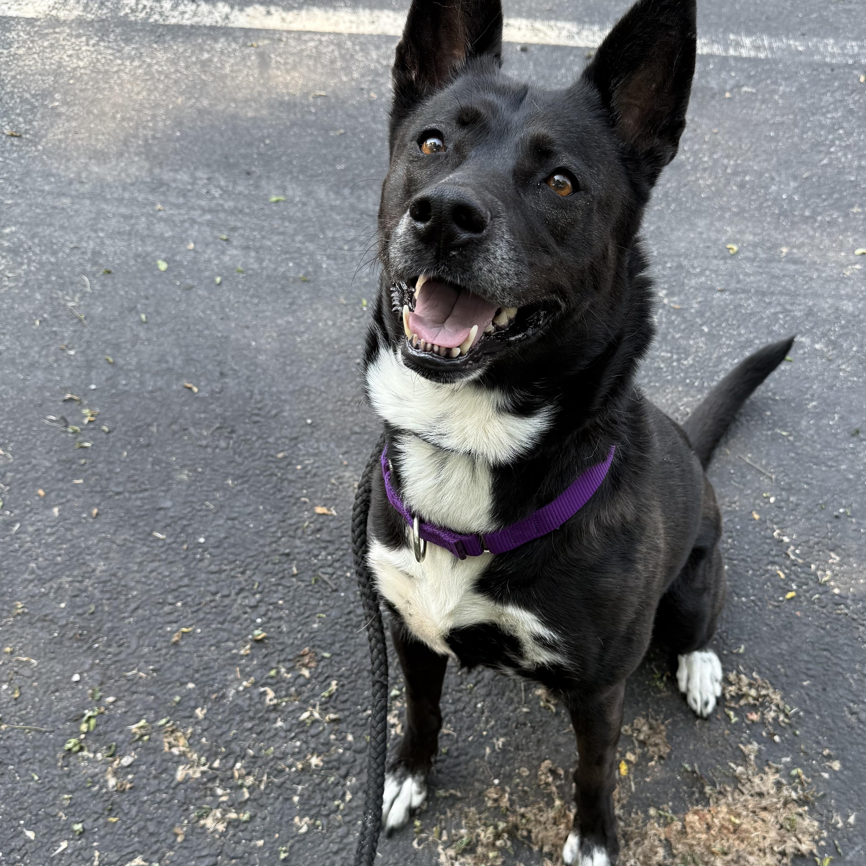 Princess, a Adoptable mixed breed in Medford, NY image 4/5