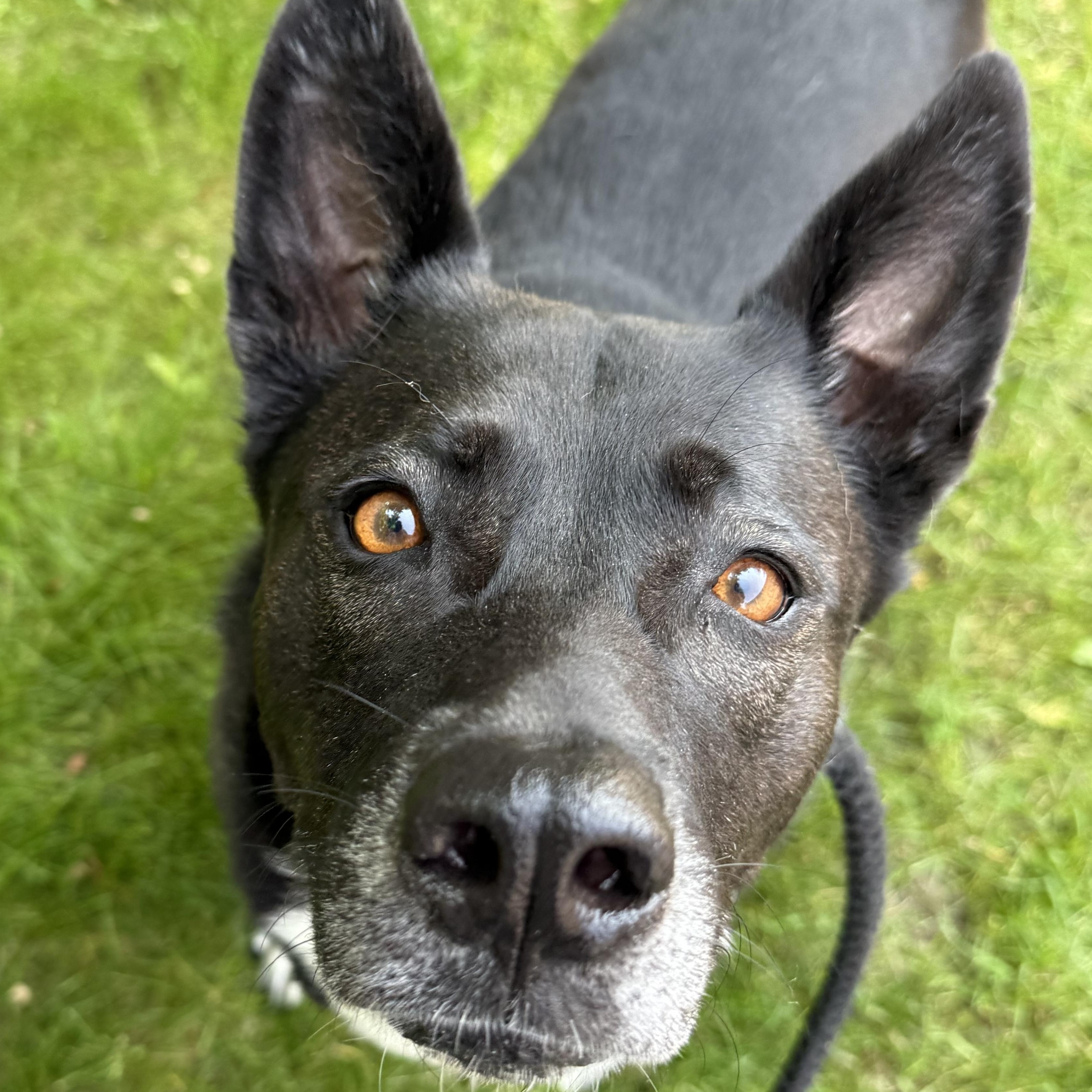 Princess, a Adoptable mixed breed in Medford, NY image 5/5