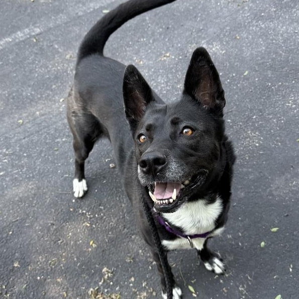 Princess, a Adoptable mixed breed in Medford, NY image 3/5