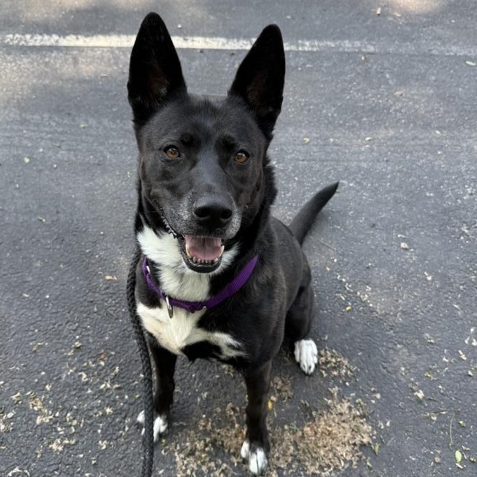 Princess, a Adoptable mixed breed in Medford, NY image 2/5