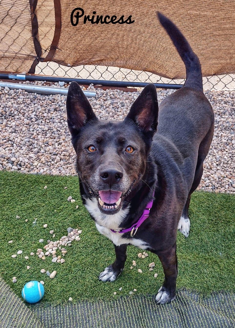 Princess, a Adoptable mixed breed in Medford, NY image 1/5