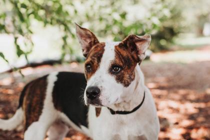 94425a Grace, Adoptable, Adult Female American Staffordshire Terrier & Mixed Breed.