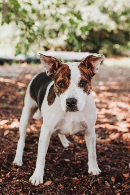 Enlarge 94425a Grace, a Adoptable mixed breed in North Charleston, SC image 2/3
