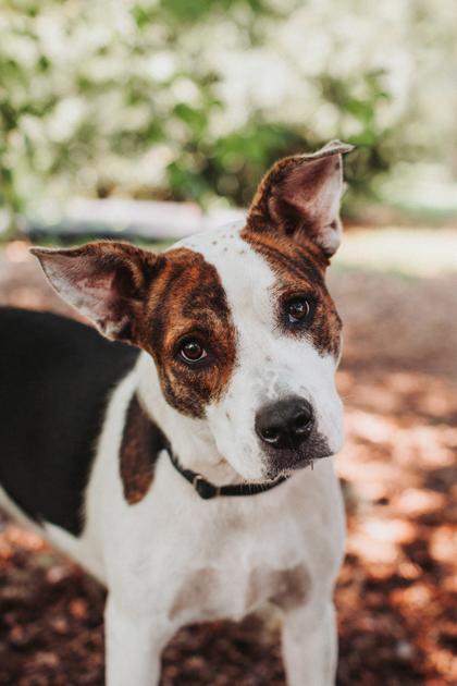 Enlarge 94425a Grace, a Adoptable mixed breed in North Charleston, SC image 3/3