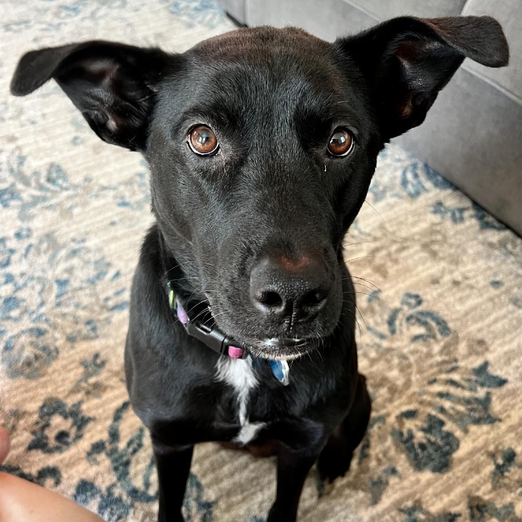 Zoe, Adoptable, Adult Female Black Labrador Retriever & German Shepherd Dog.