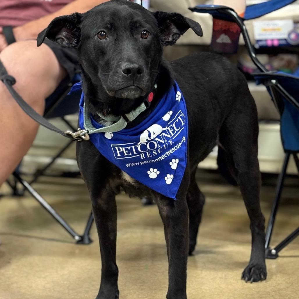 Zoe, a Adoptable mixed breed in Potomac, MD image 3/3
