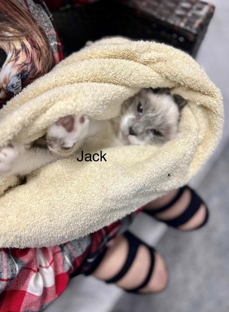 Jack, Adopted, Young Male Domestic Short Hair & Siamese.