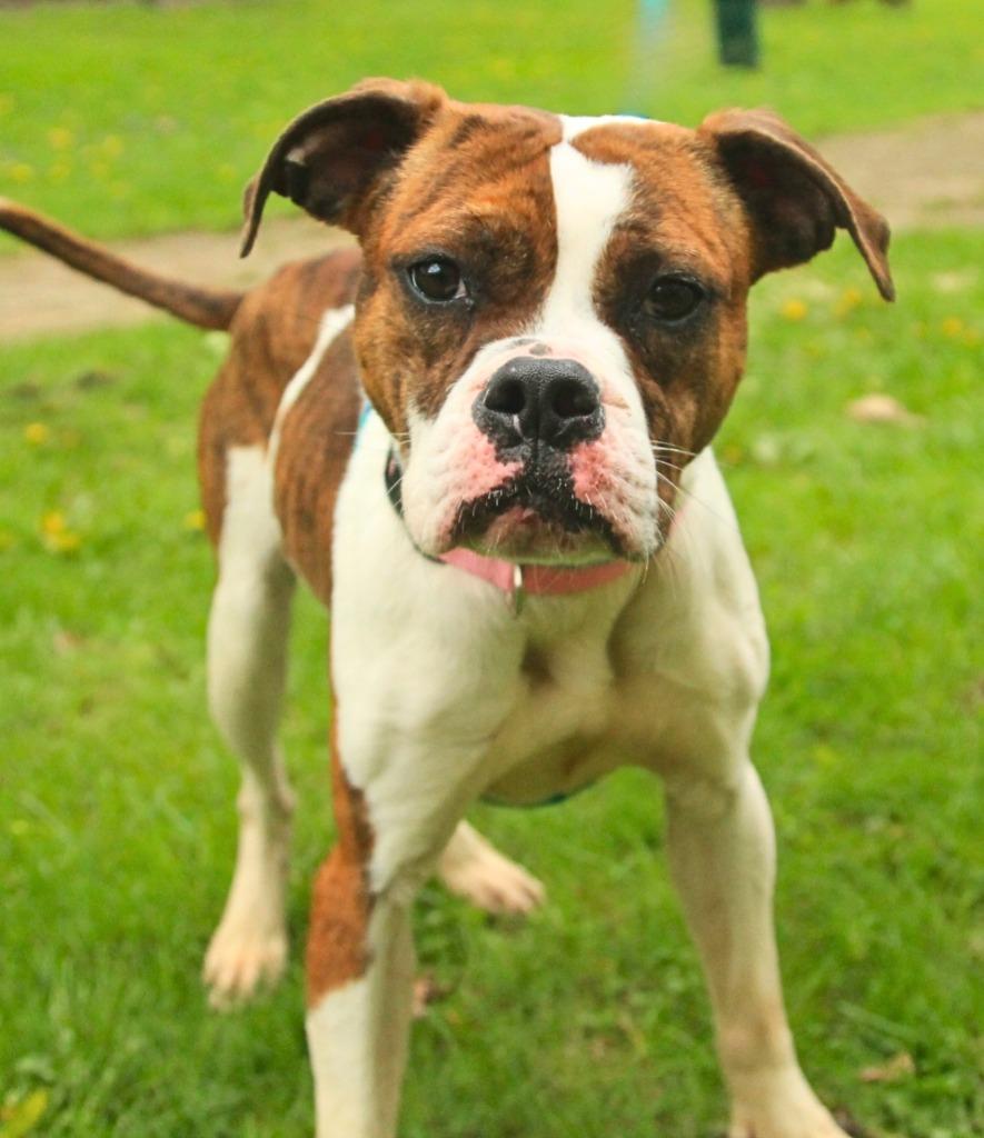 Pabla, Adoptable, Young Female Boxer & Mixed Breed.