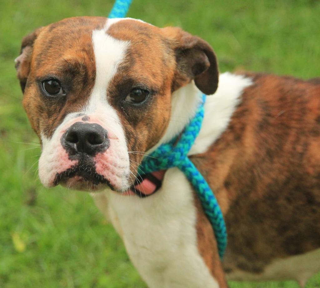 Enlarge Pabla, a Adoptable mixed breed in Utica, MI image 2/3
