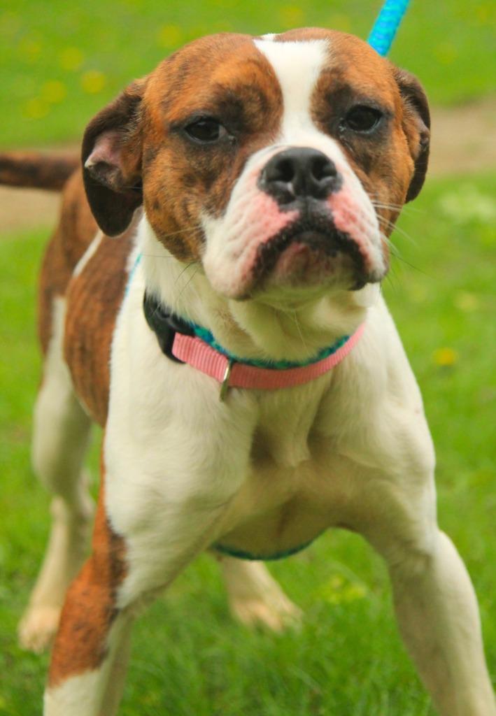 Enlarge Pabla, a Adoptable mixed breed in Utica, MI image 3/3