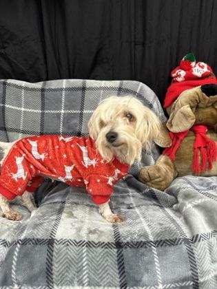 Enlarge Alice, a Adoptable mixed breed in McCook, NE image 1/3