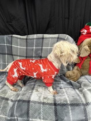 Enlarge Alice, a Adoptable mixed breed in McCook, NE image 2/3