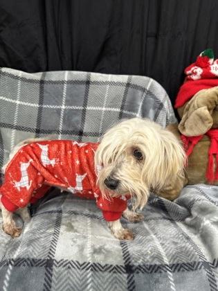 Enlarge Alice, a Adoptable mixed breed in McCook, NE image 3/3