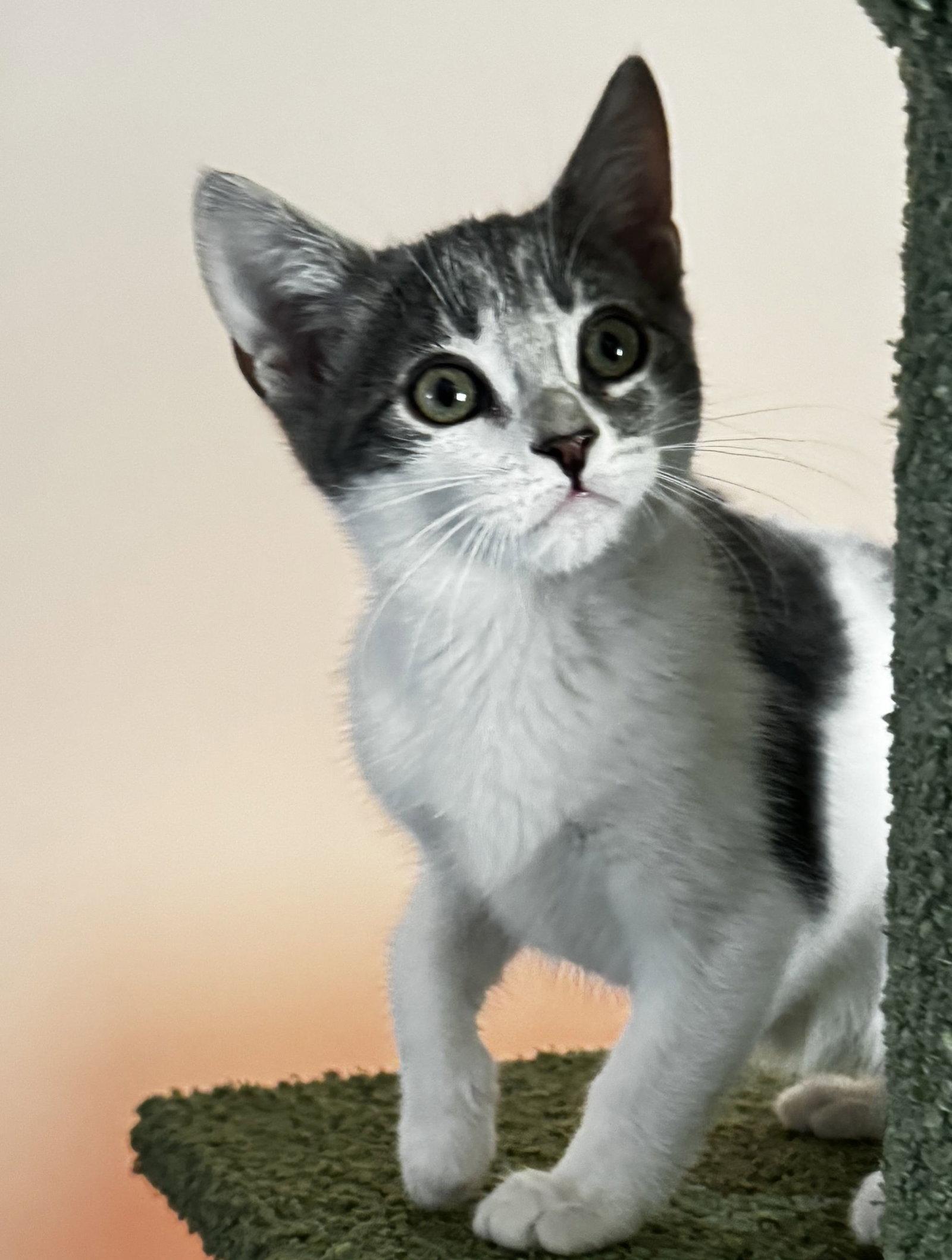 Jessie, Adopted, Kitten Female Domestic Short Hair.