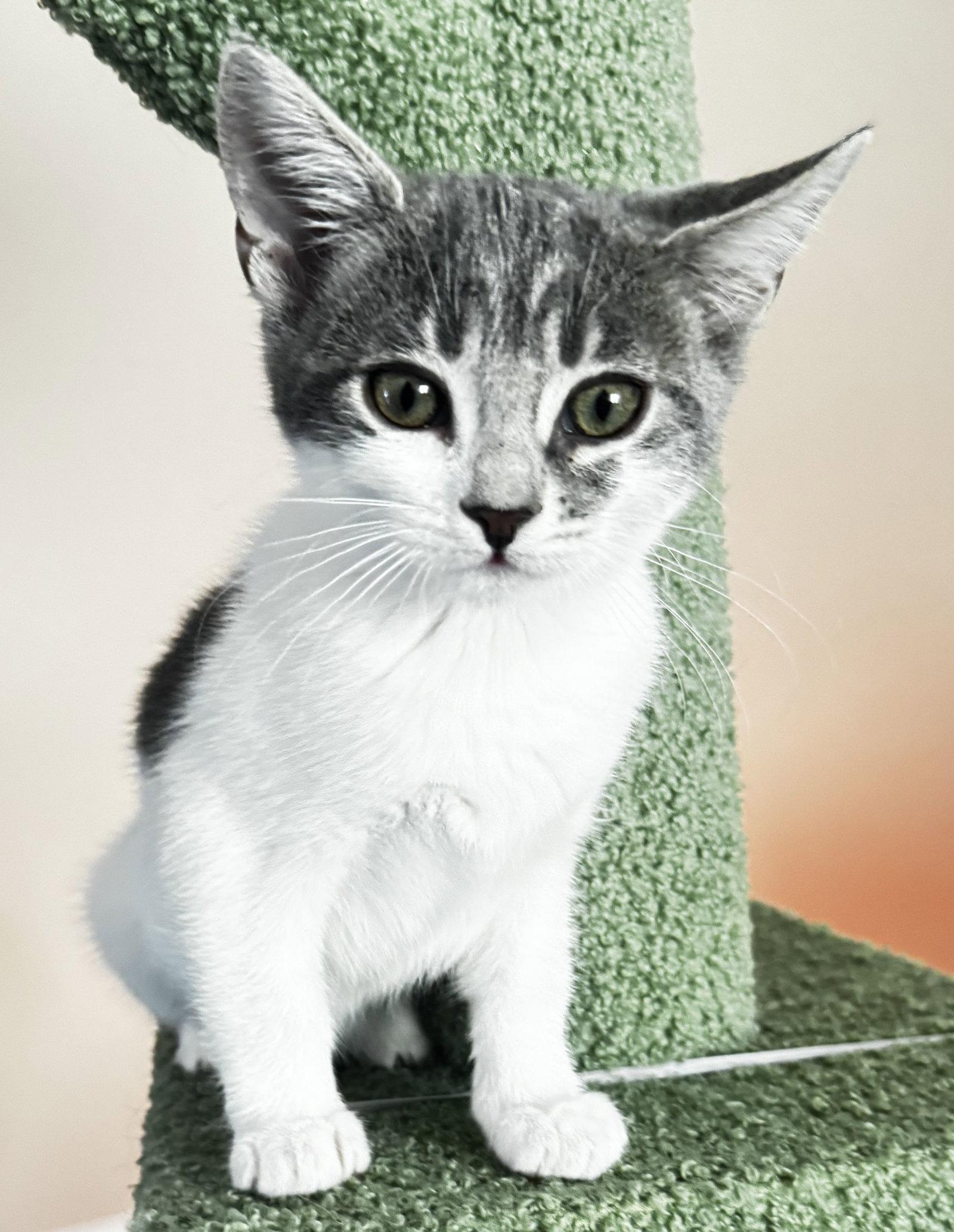 Jessie, a Adopted Domestic Short Hair in Seal Beach, CA image 2/2