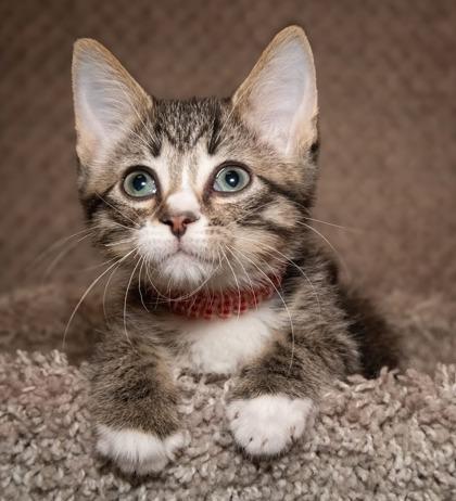 Enlarge Ceres, a Adoptable Domestic Short Hair in Santa Fe, TX image 1/3