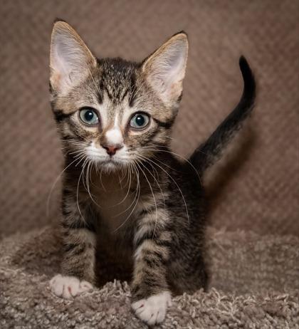 Ceres, a Adoptable Domestic Short Hair in Santa Fe, TX image 2/3