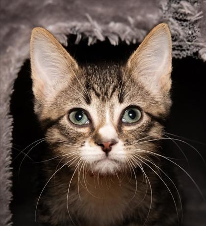 Ceres, a Adoptable Domestic Short Hair in Santa Fe, TX image 3/3