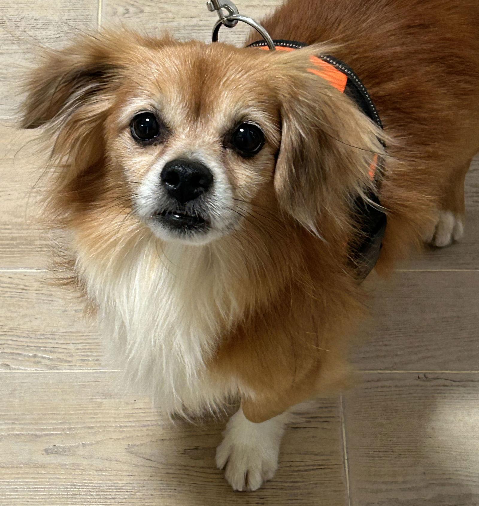 Freddy, Adoptable, Adult Male Spaniel.