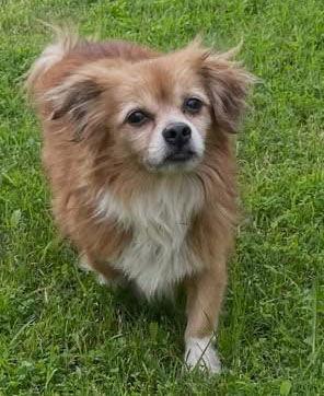 Enlarge Freddy, a Adoptable Spaniel in Santa Ana, CA image 2/2