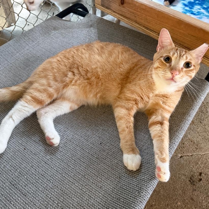 Enlarge Satsuma, a Adoptable mixed breed in Ransomville, NY image 1/6