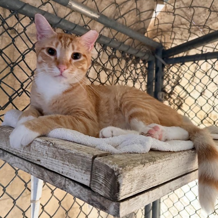Enlarge Satsuma, a Adoptable mixed breed in Ransomville, NY image 6/6