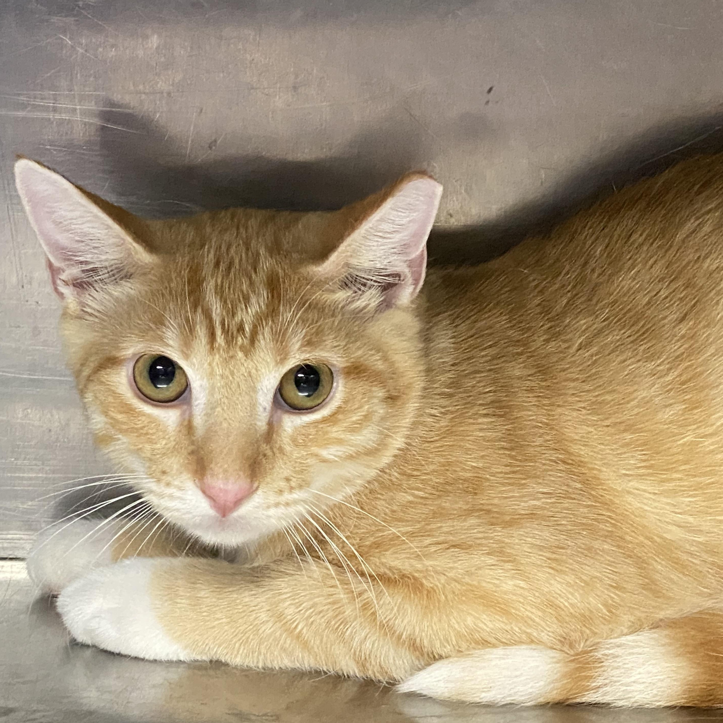 Satsuma, Adoptable, Kitten Male Domestic Short Hair.