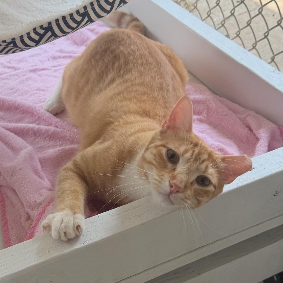 Enlarge Satsuma, a Adoptable mixed breed in Ransomville, NY image 4/6